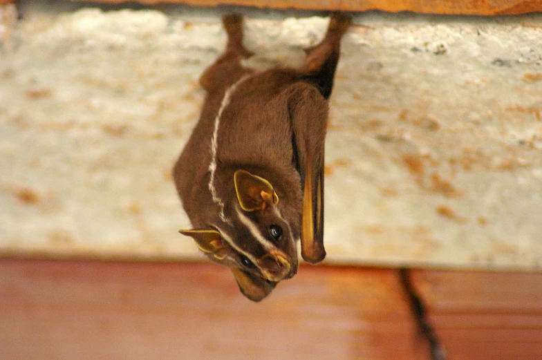 a small bat is hanging upside down from the ceiling