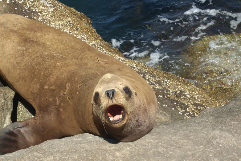 a sea lion yawns at the beach, while its mouth is open