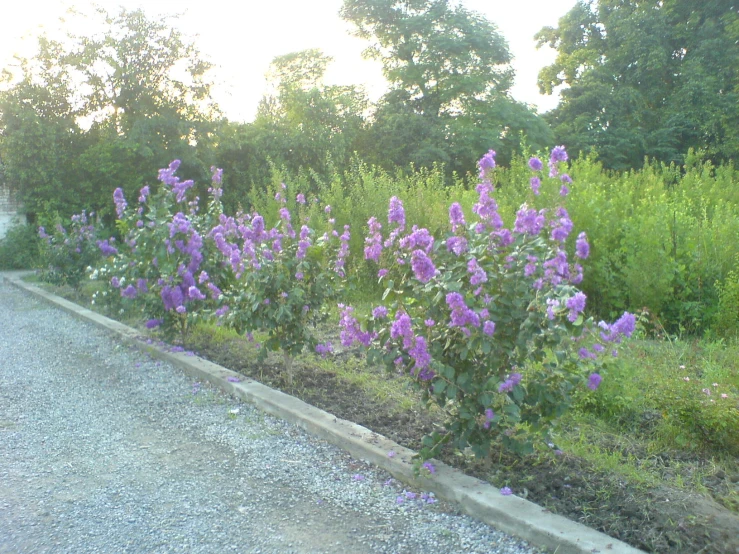 purple flowers are growing in a line along the side of a road