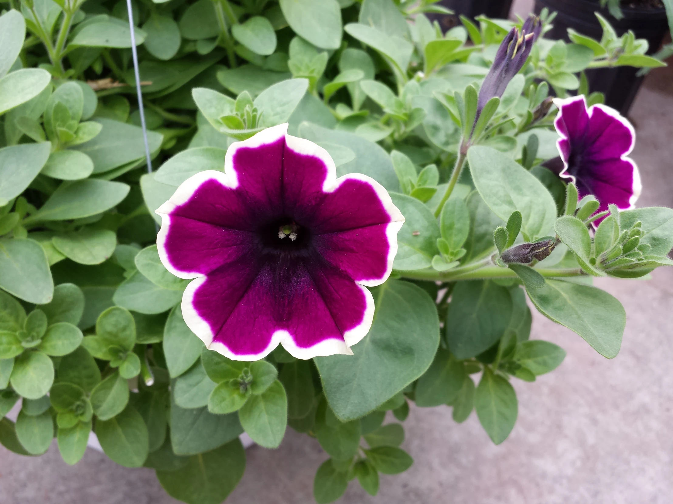 a purple flower with leaves around it