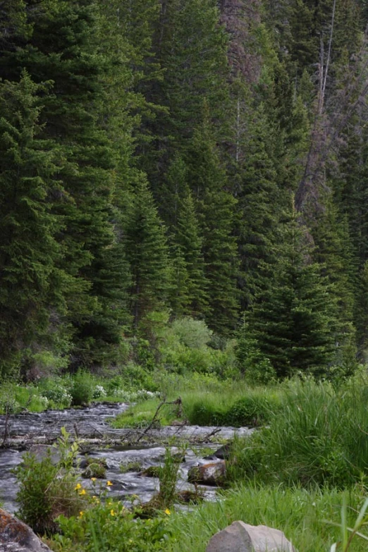 a stream running through a forest with tall trees in the background