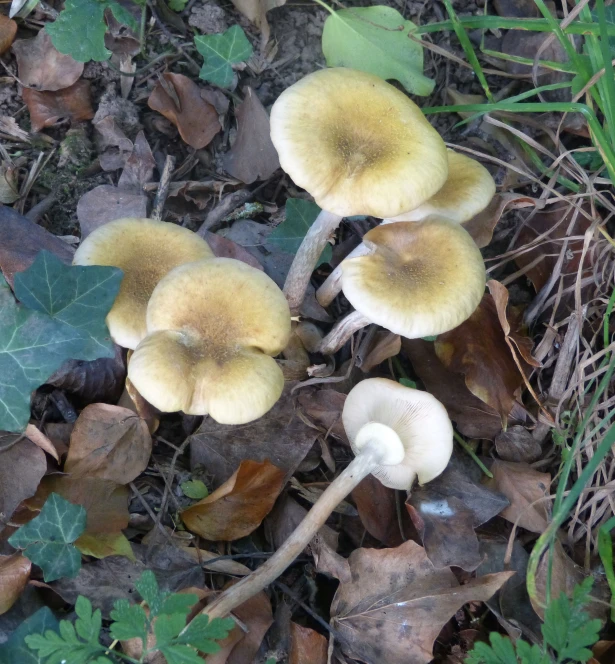 small mushrooms on the ground in the grass