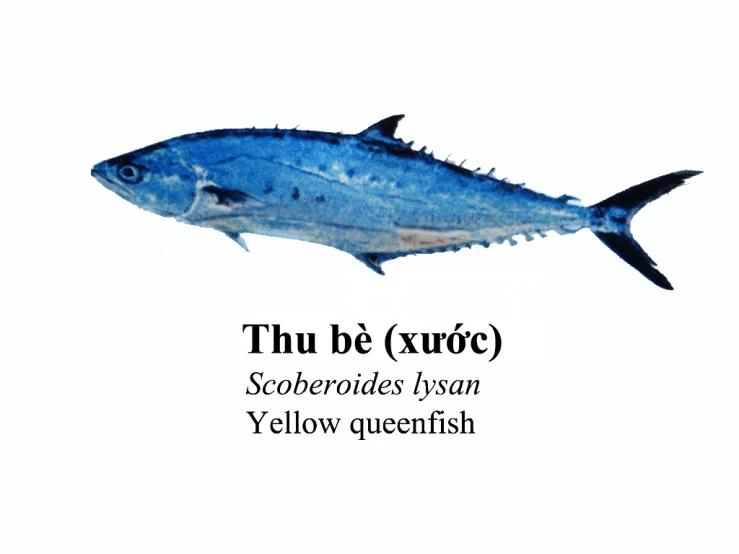 a poster with fish saying true xoroe