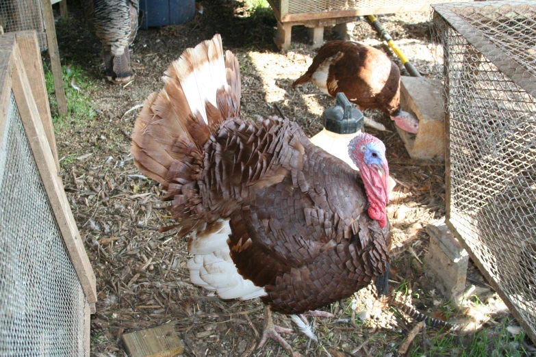 a large brown turkey in a caged area