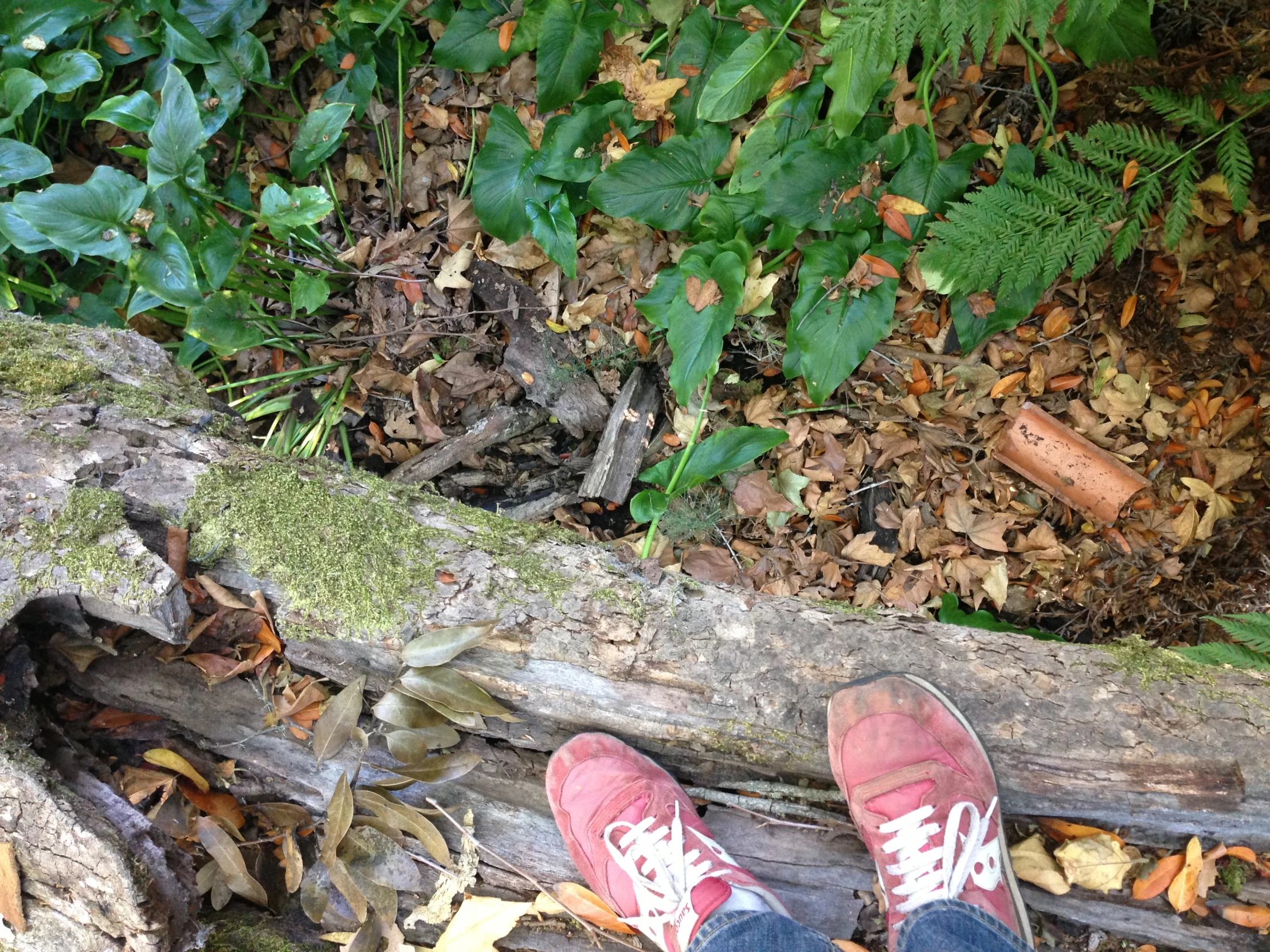 a person in sneakers and jeans standing on wooden boards with leaves and greenery around them