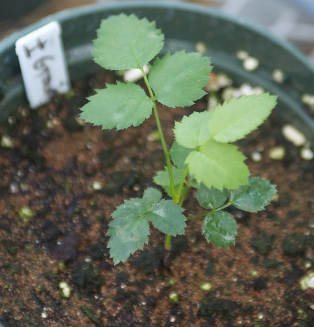 a potted plant with dirt on the ground