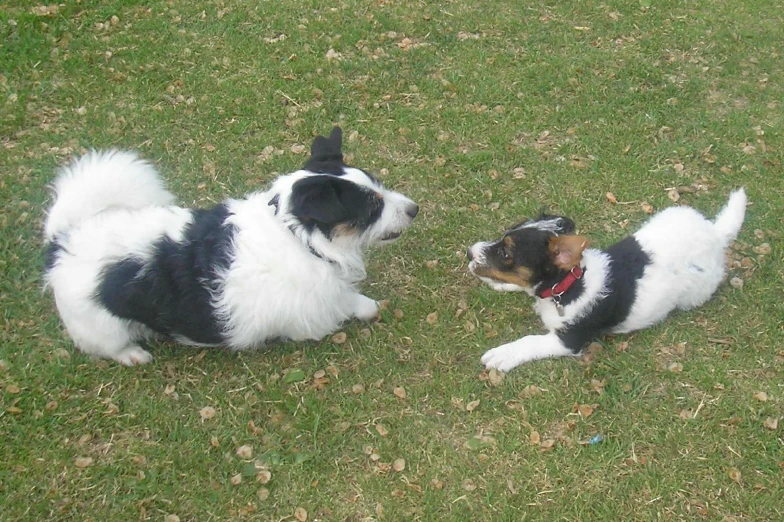 two dogs playing together in the grass with their heads on the ground