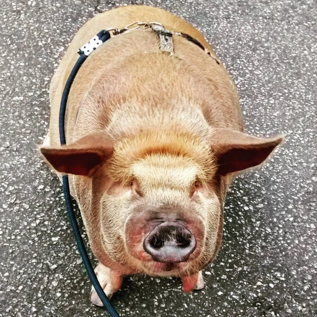 a small pig with big ears is on a leash