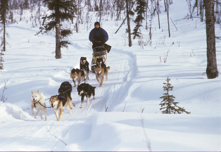 a man on a sled pulled by dogs through the snow