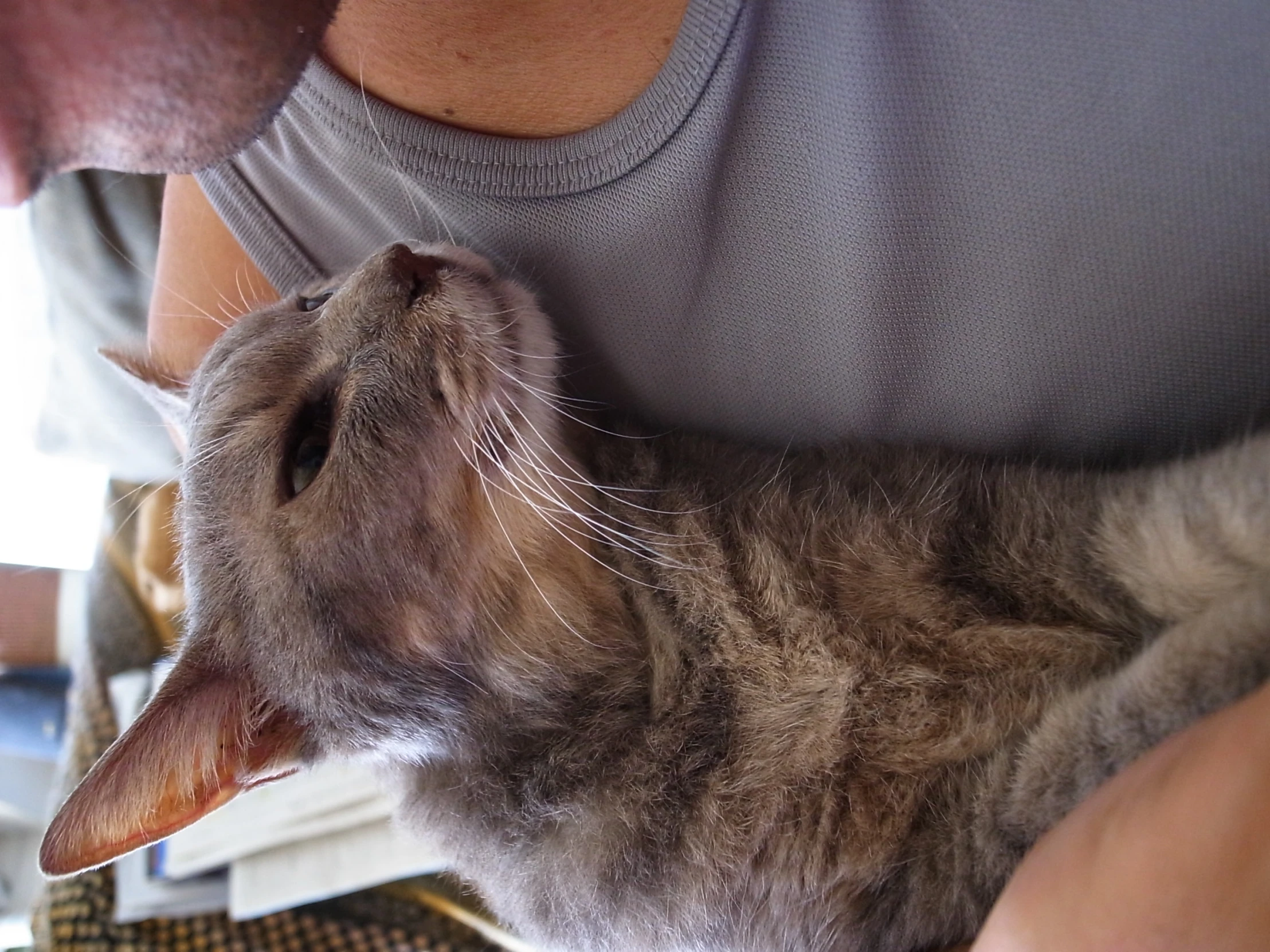 a close up of a person hugging a cat