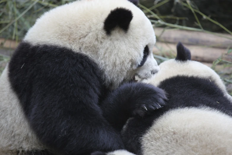 two panda bears playing in a bamboo tree