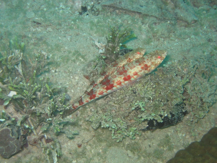 small animal with orange and white stripes on top of grass