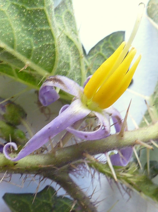 a flower on a nch that is about to open up