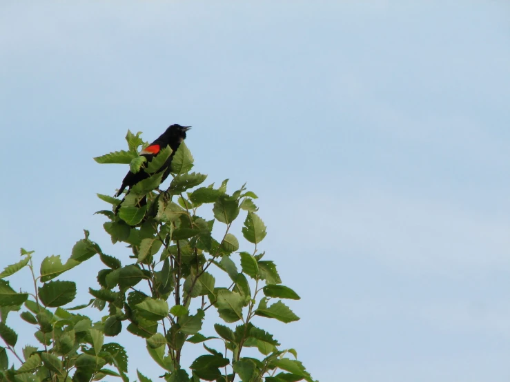 a small black bird perched on top of a leafy tree