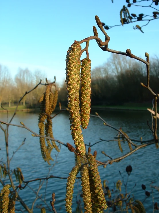 an assortment of tree nches are next to the water