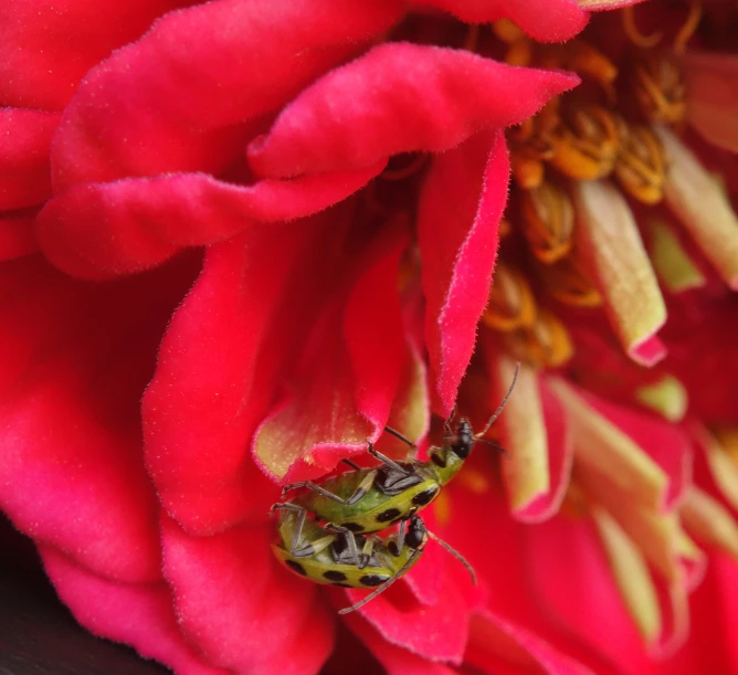 a big green spider sitting on the center of a flower