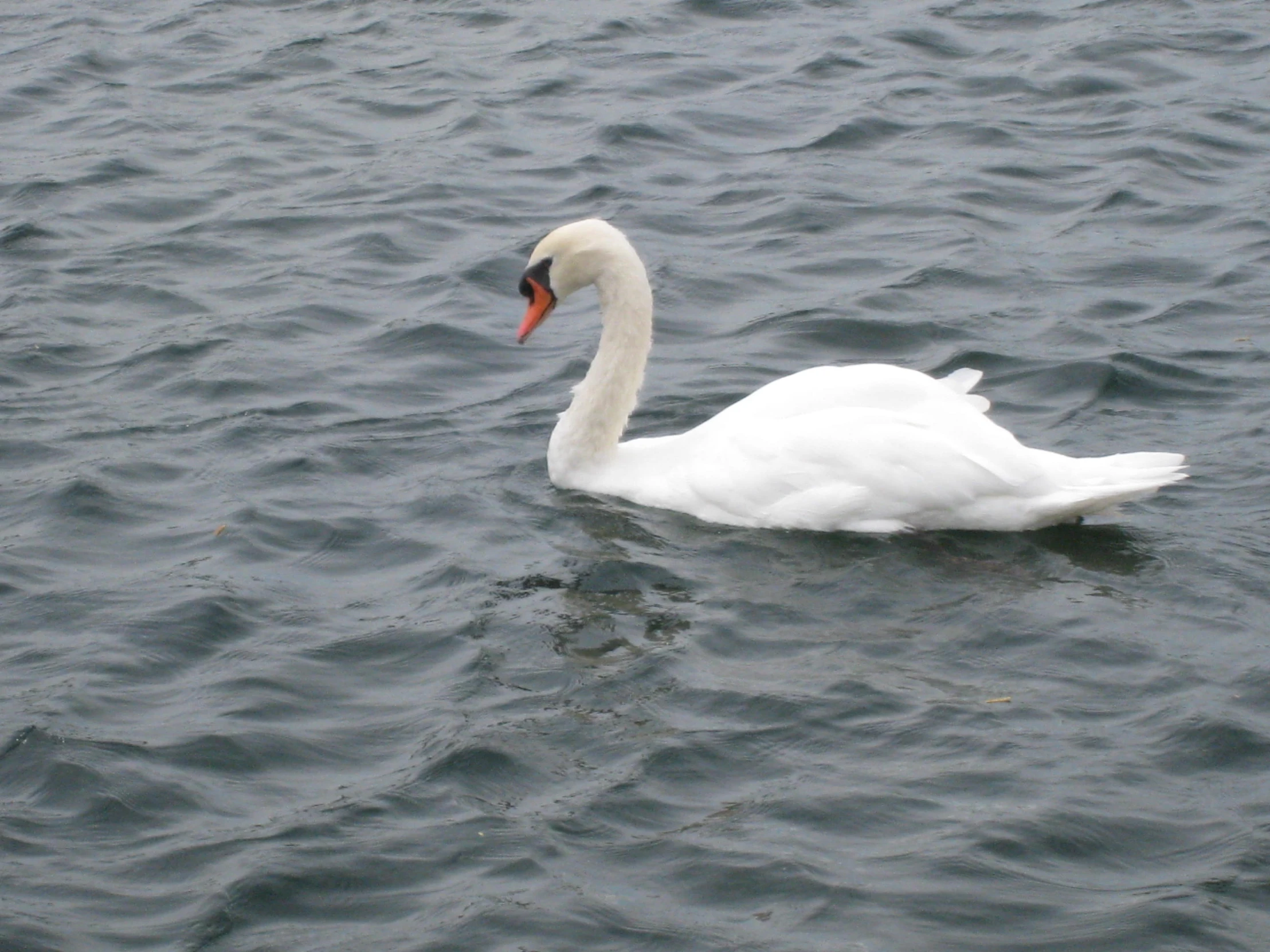 the white swan is swimming down the lake