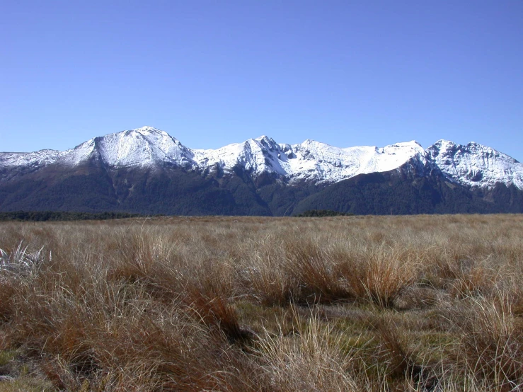 a long grass field with mountains in the background