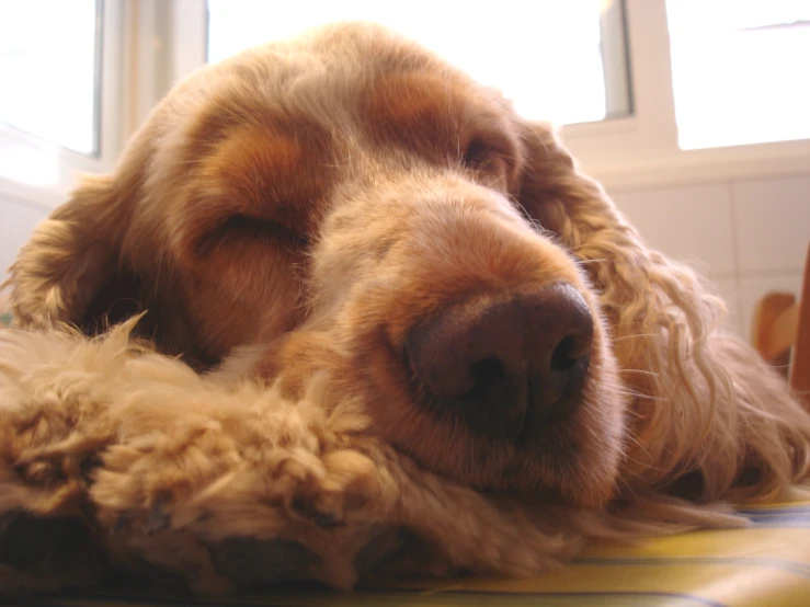 a close up of a dog laying on a table