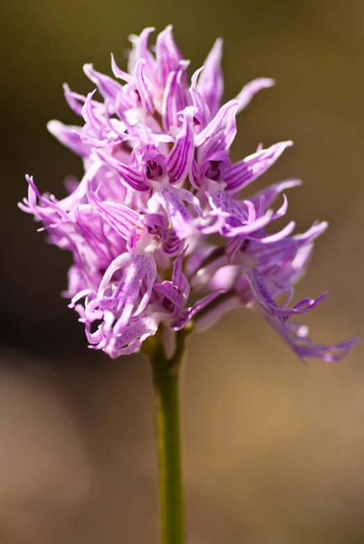 a flower is blooming near the center of it