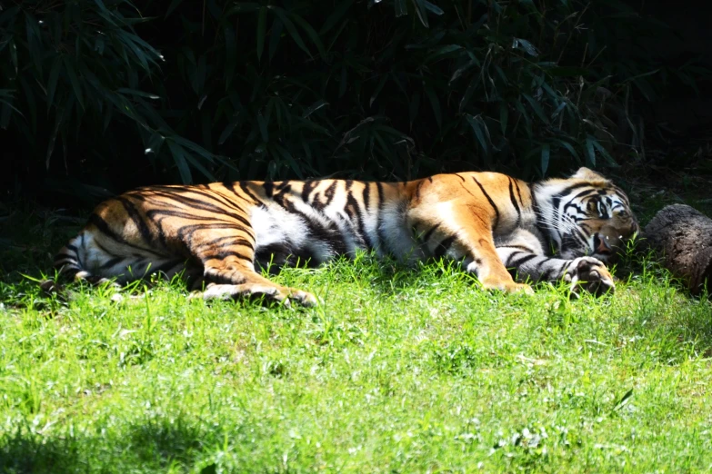 a tiger that is laying down in the grass