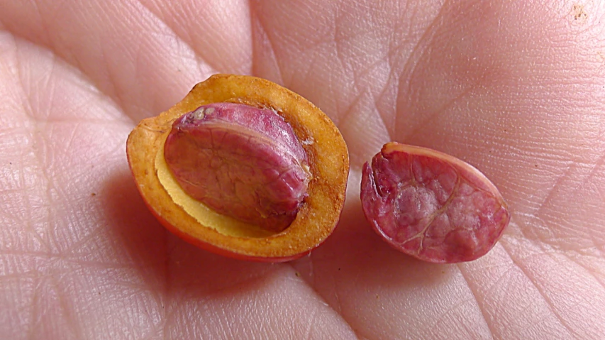 a tiny red orange slice sitting on a persons hand