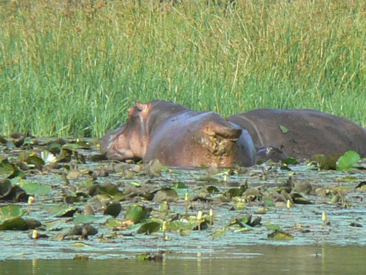 one hippo in water with green vegetation near the edge