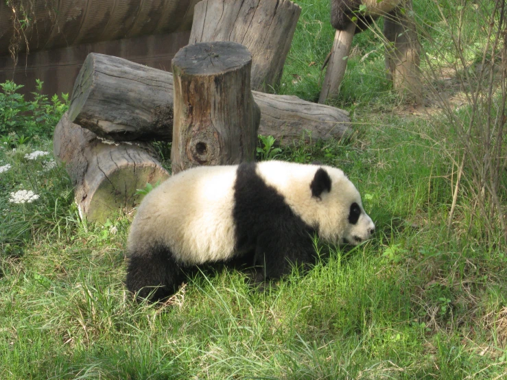 a panda bear is resting in the grass