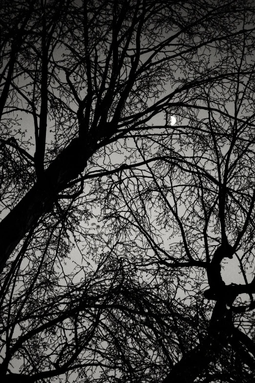 the moon rises over the nches of tree limbs