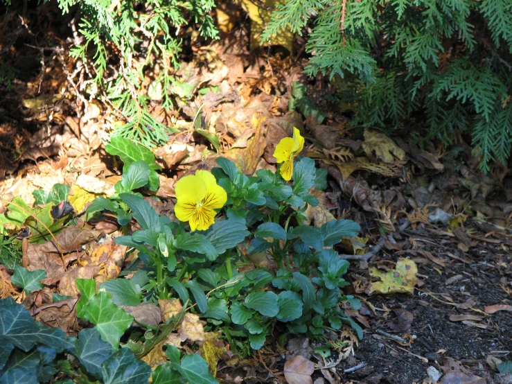 this is a plant that grows from leaves