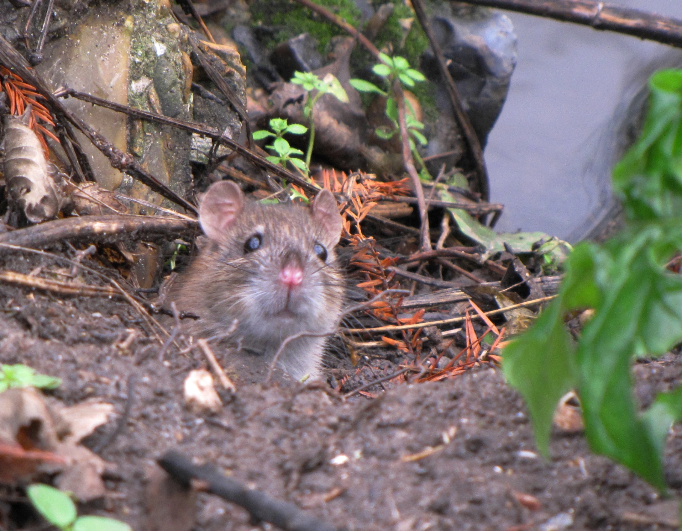 a brown mouse is standing in the dirt