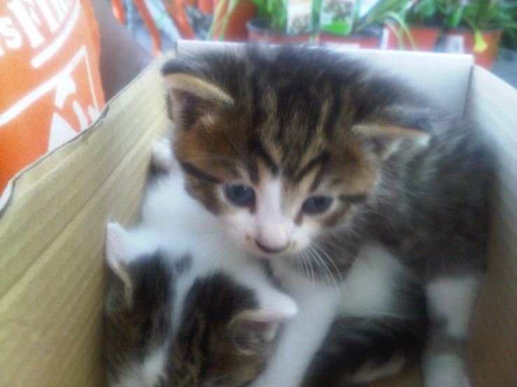 two kittens are playing together in a box