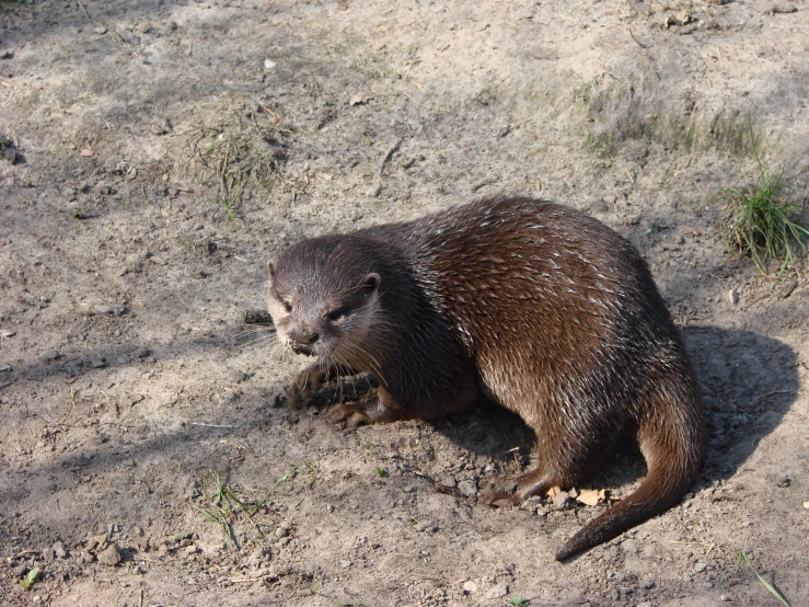 a close up of a animal on dirt with grass