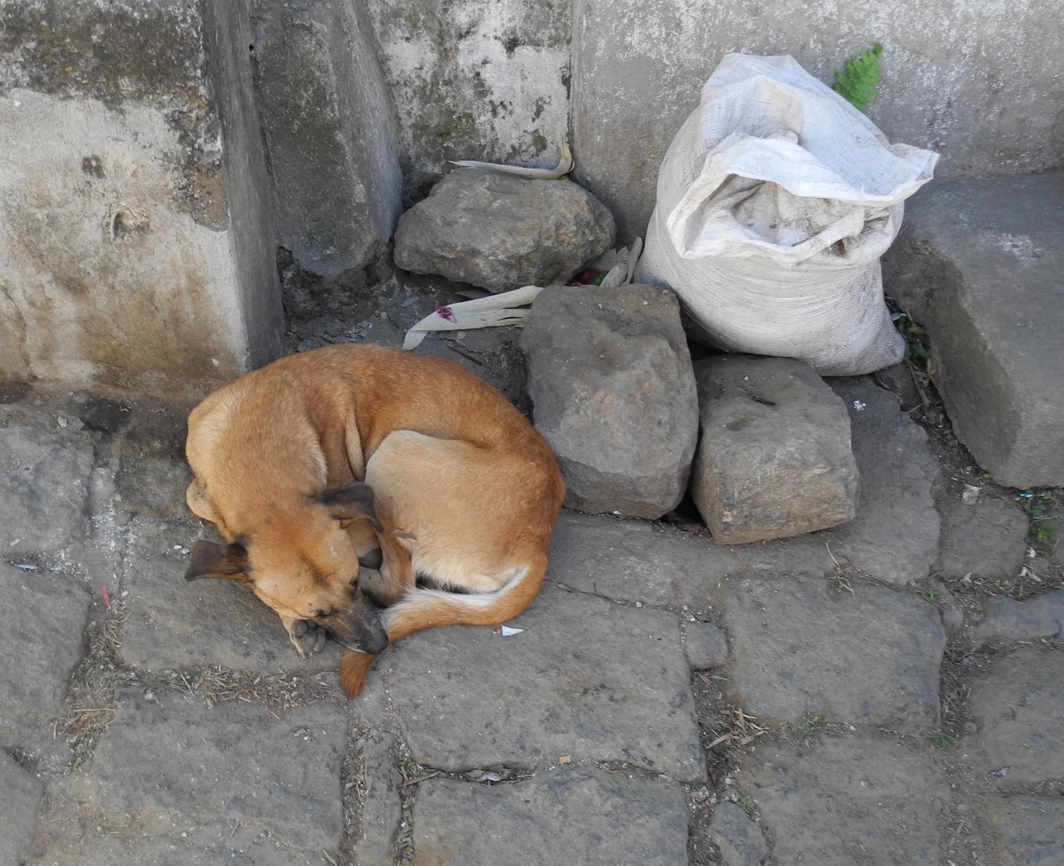 the small dog has fallen asleep on the stone walkway