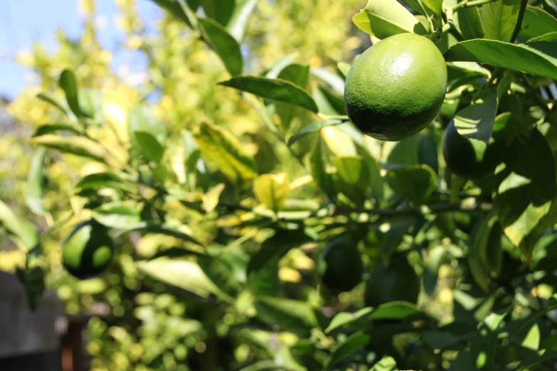 an orange is growing on a tree near some leaves