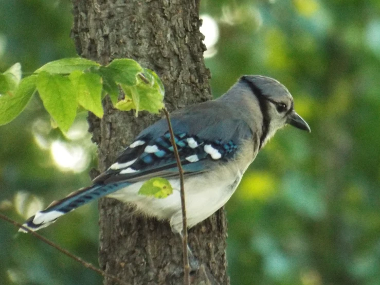 a close - up of a bird is perched on a tree