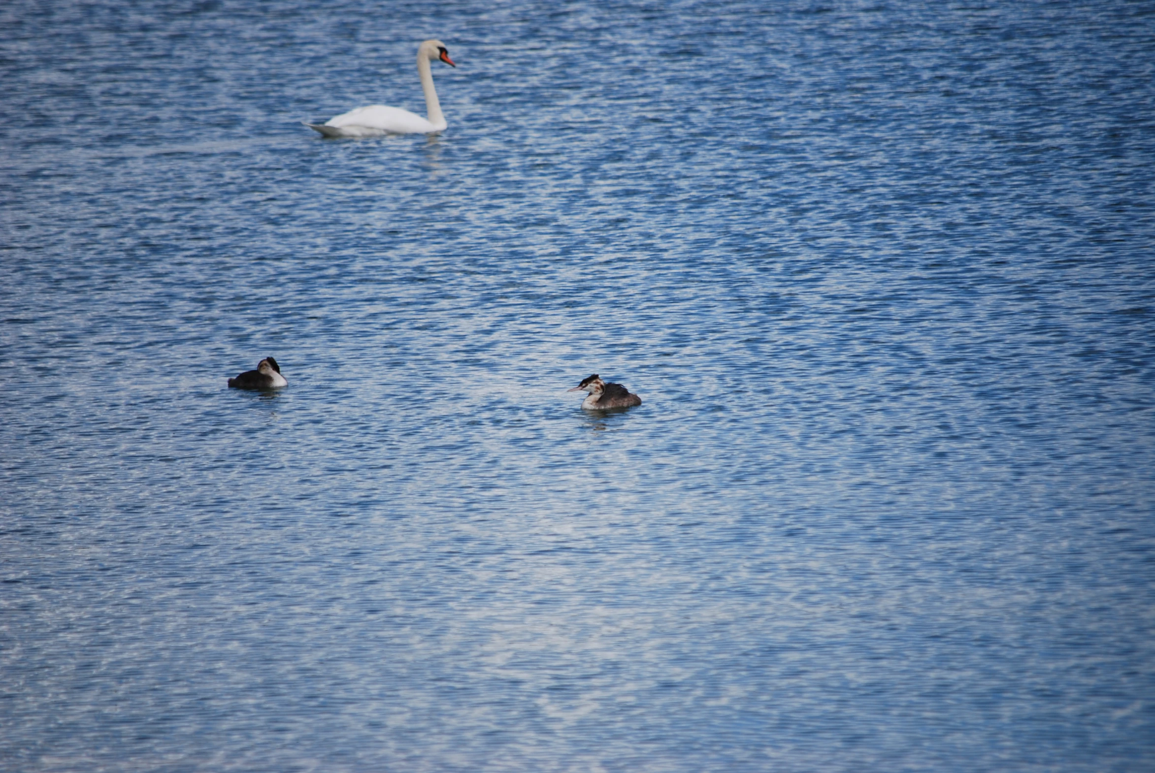 four geese swimming in water near each other