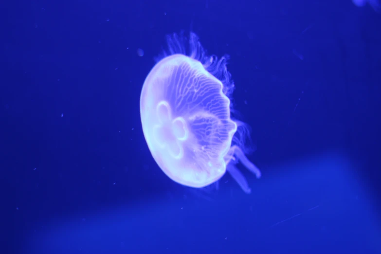 a very small jellyfish in a dark blue water