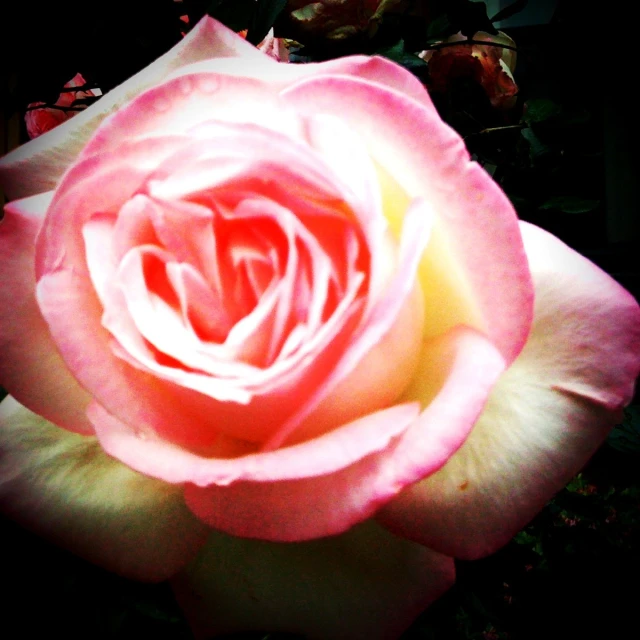 a pink rose that has been grown into a flower