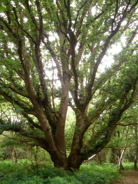 a very tall tree surrounded by green grass and bushes