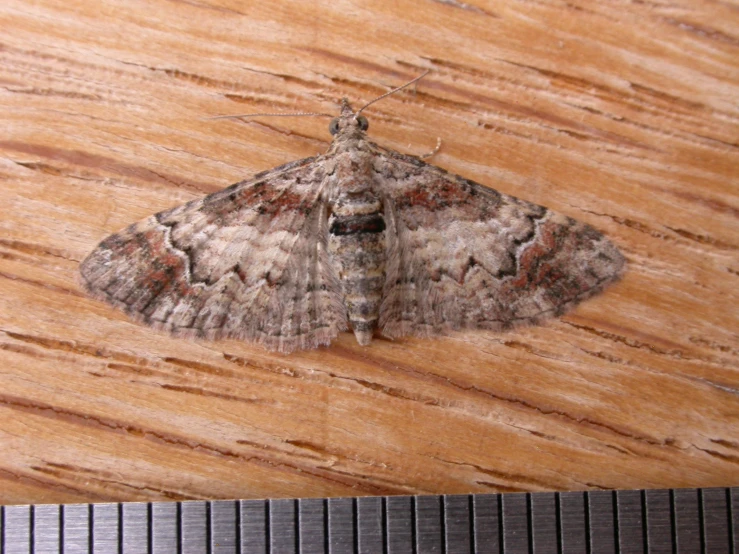 a large moth is perched on top of wood