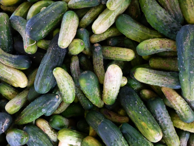 a large group of cucumbers are gathered together