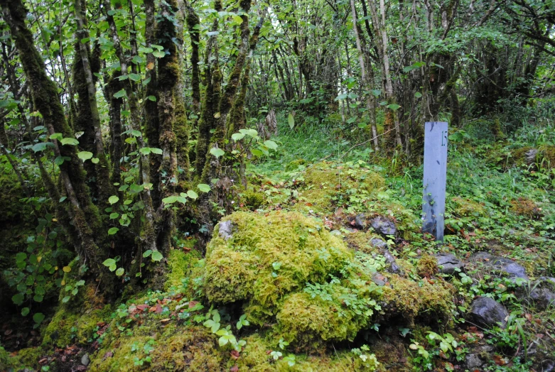 a wooded area with a sign on the ground