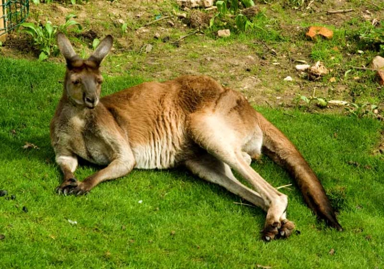 a kangaroo in the grass near some trees