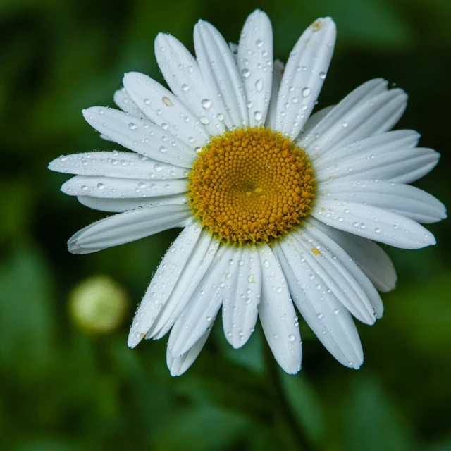 the daisy is sitting in the rain with dew on it