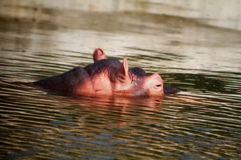 a hippo looks like he is in the water