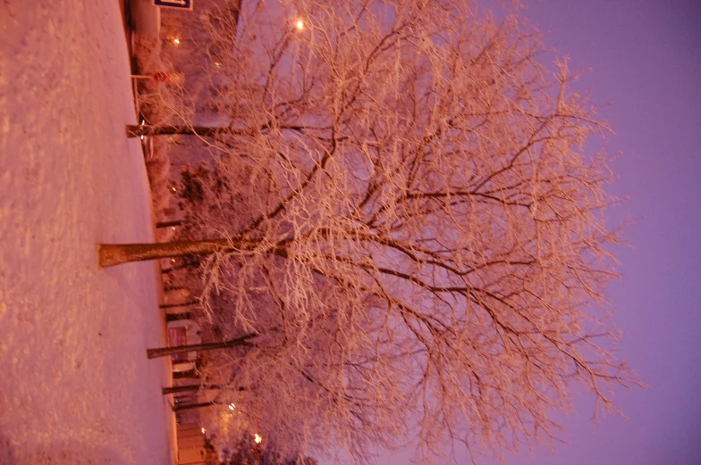 two people sitting under a tree on the sidewalk