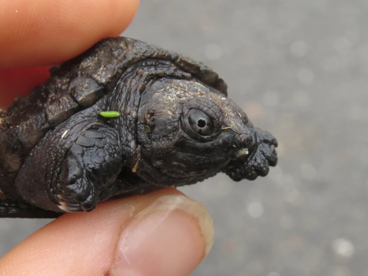 a tiny turtle being held up to take a bite