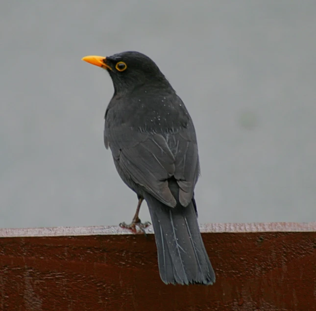 a grey bird standing on top of a ledge