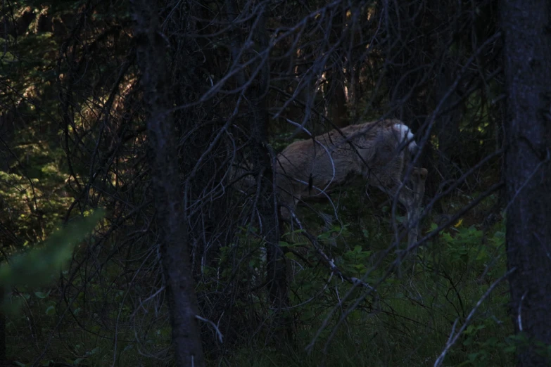 a young deer is walking through the trees